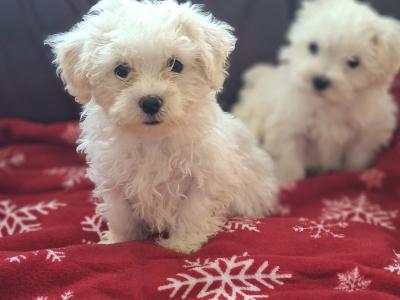 Beautiful Maltese x Maltichon puppies for sale in Limerick