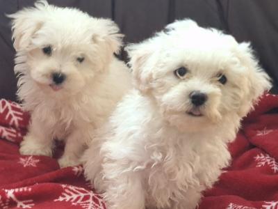 Beautiful Maltese x Maltichon puppies for sale in Limerick