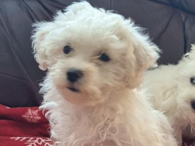 Beautiful Maltese x Maltichon puppies for sale in Limerick