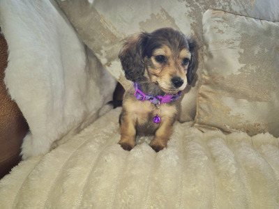 IKC Pending Mini Dachshund puppies in Kildare