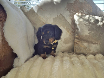 IKC Pending Mini Dachshund puppies in Kildare