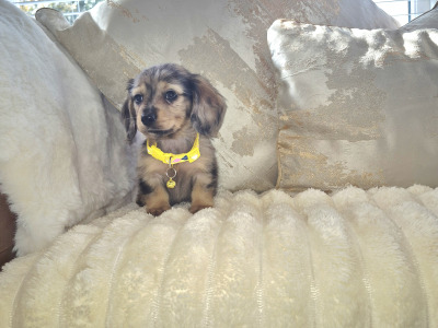 IKC Pending Mini Dachshund puppies in Kildare