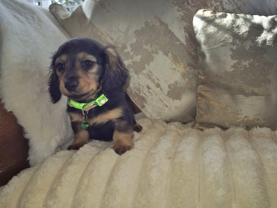 IKC Pending Mini Dachshund puppies in Kildare