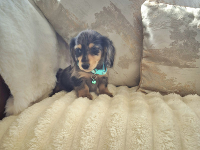IKC Pending Mini Dachshund puppies in Kildare