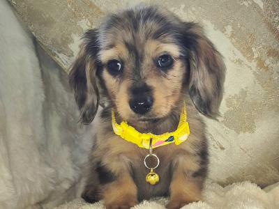 IKC Pending Mini Dachshund puppies in Kildare