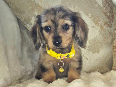 IKC Registered (pending) Miniature Dachshund puppies in Kildare