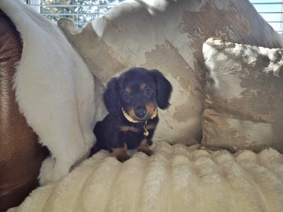 IKC Pending Mini Dachshund puppies in Kildare