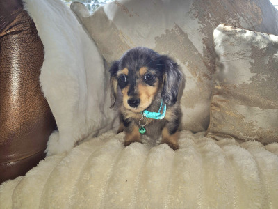 IKC Pending Mini Dachshund puppies in Kildare