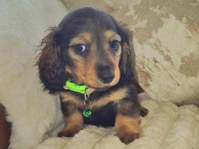 IKC Registered Miniature Dachshund puppies in Kildare