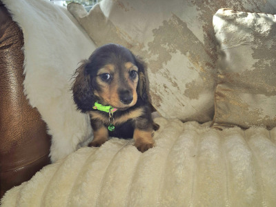 IKC Pending Mini Dachshund puppies in Kildare