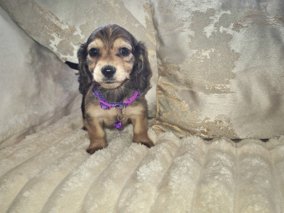 IKC Pending Mini Dachshund puppies in Kildare
