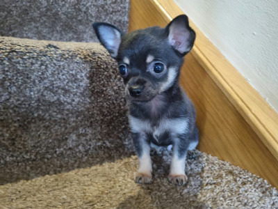 3 beautiful purebred Chihuahua puppies in Kerry