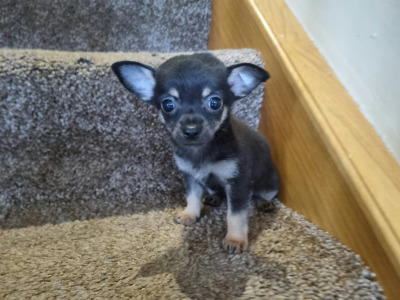 3 beautiful purebred Chihuahua puppies in Kerry