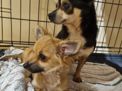 3 beautiful purebred Chihuahua puppies in Kerry