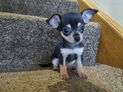 3 beautiful purebred Chihuahua puppies in Kerry