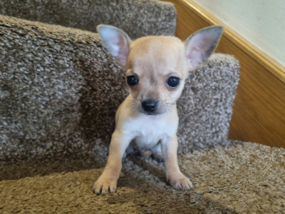3 beautiful purebred Chihuahua puppies in Kerry