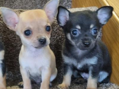 3 beautiful purebred Chihuahua puppies in Kerry