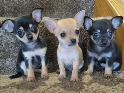 Two males available 3 beautiful purebred Chihuahua puppies in Kerry