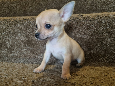 3 beautiful purebred Chihuahua puppies in Kerry