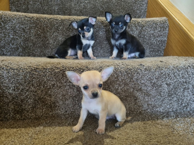 3 beautiful purebred Chihuahua puppies in Kerry