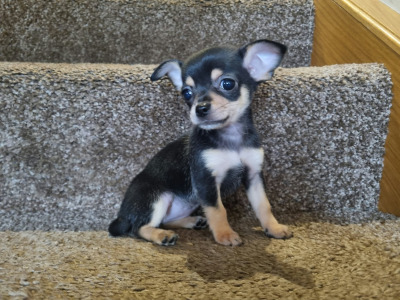 3 beautiful purebred Chihuahua puppies in Kerry