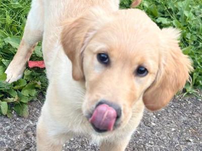 Beautiful male Golden Retriever puppy in Dublin - 3 months old