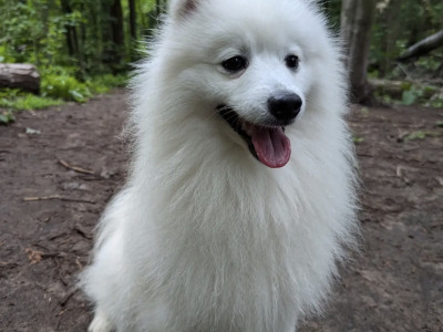 IKC Registered (pending) male Japanese Spitz puppy 4 months old in Limerick