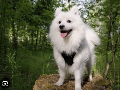 IKC Registered (pending) male Japanese Spitz puppy 4 months old in Limerick