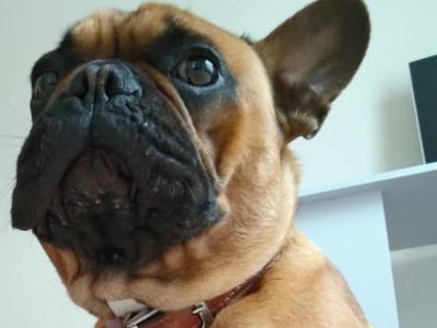 Leeroy - French Bulldog for stud in Galway