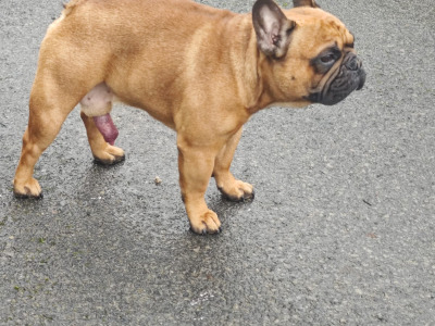 Leeroy - French Bulldog for stud in Galway