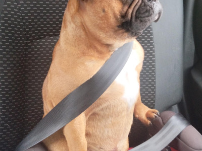 Leeroy - French Bulldog for stud in Galway