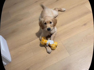 Beautiful male Golden Retriever puppy in Dublin - 3 months old