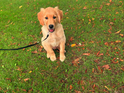 Beautiful male Golden Retriever puppy in Dublin - 3 months old