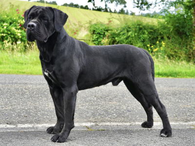 Cane Corso puppies in Down IKC Pending