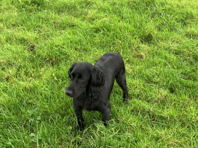 IKC Reg female Working Cocker Spaniel in Cork