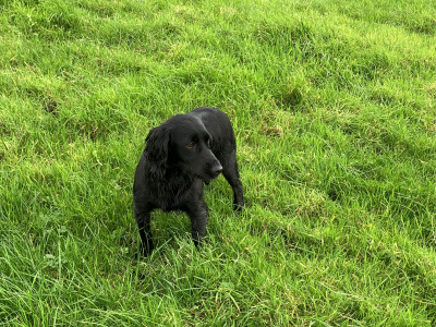 IKC Reg female Working Cocker Spaniel in Cork