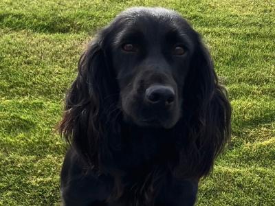 IKC Reg female Working Cocker Spaniel in Cork