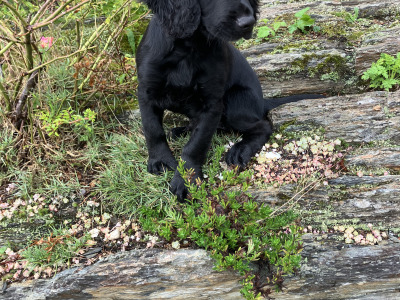 IKC Reg female Working Cocker Spaniel in Cork