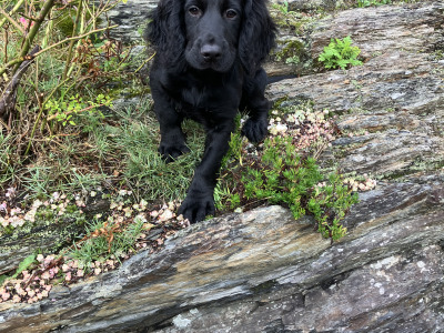 IKC Reg female Working Cocker Spaniel in Cork