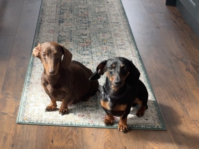 4 miniature Dachshund puppies in Leitrim