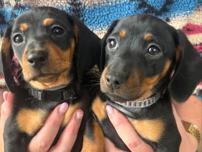 4 miniature Dachshund puppies in Leitrim