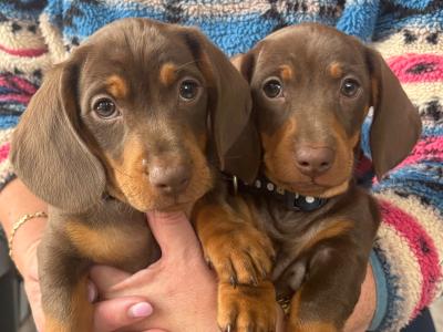 4 miniature Dachshund puppies in Leitrim