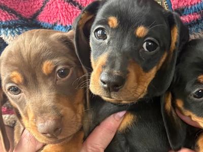 4 miniature Dachshund puppies in Leitrim