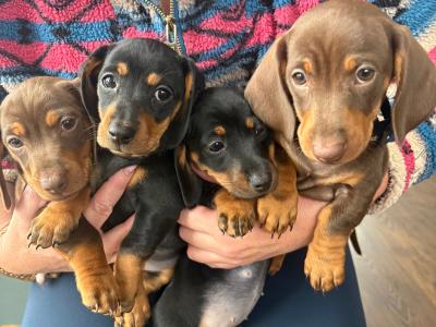 4 miniature Dachshund puppies in Leitrim