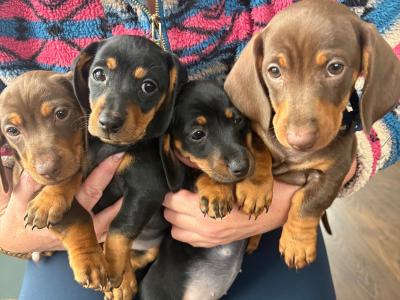 4 gorgeous miniature Dachshund puppies in Leitrim