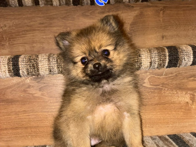 Gorgeous Pomeranian puppies in Clare looking for Their Forever homes 🐾