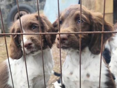 Springer Spaniel pups in Meath