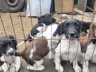 Springer Spaniel pups in Meath