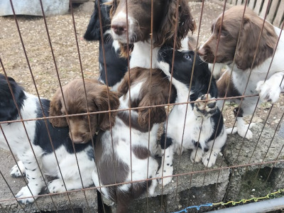 Springer Spaniel pups in Meath