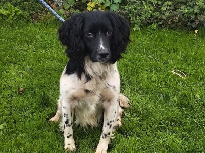 Springer Spaniel pups in Meath